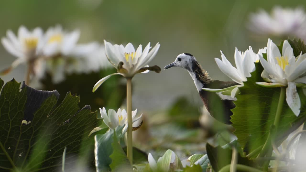 fotografía en primer plano de la jacana de cola de faisán por la mañana