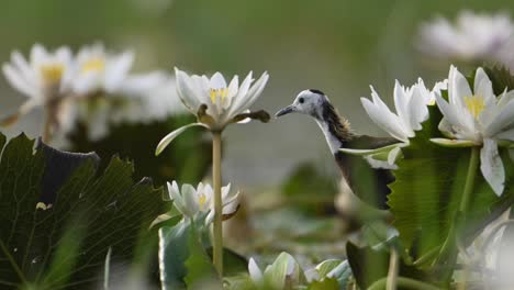 closeup shot of pheasant tailed jacana in morning