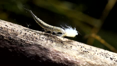 larva de escarabajo acuático comiendo un scud