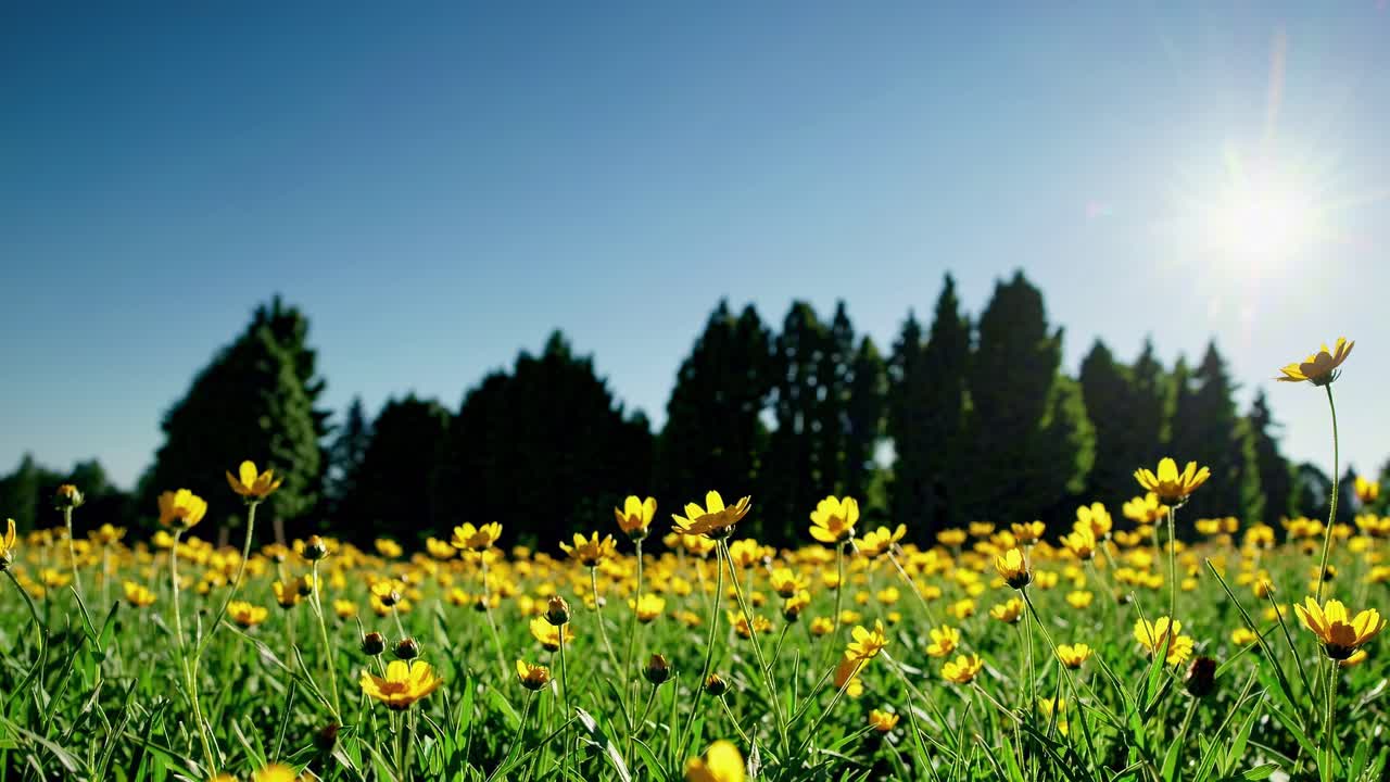 Low-angle video shot of a vibrant yellow flower field under a clear blue sky, capturing the sun's