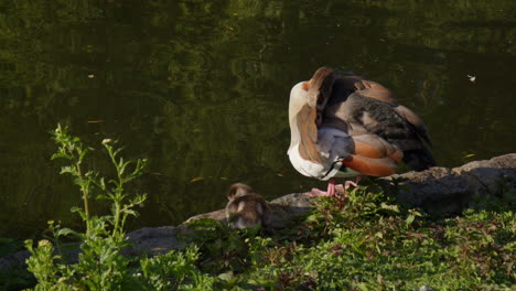 Ganso-Egipcio-Acicalándose-Plumas-Y-Gosling-En-St-James&#39;s-Park,-Londres,-Reino-Unido.