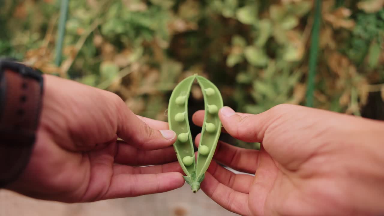 여름에 정원 수확 중에 가까운 덤불에서 뽑히는 스 ⁇  피스