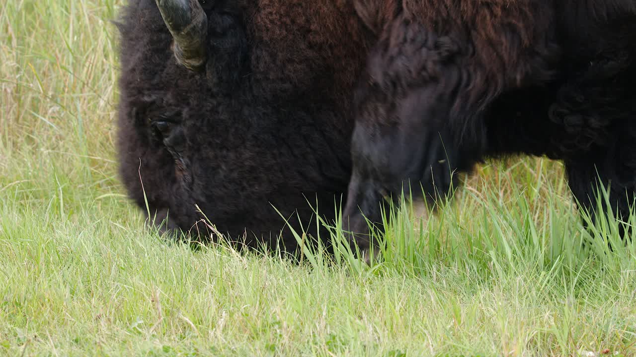 Closeup Plains bison grazes, eating green grass, in profile view