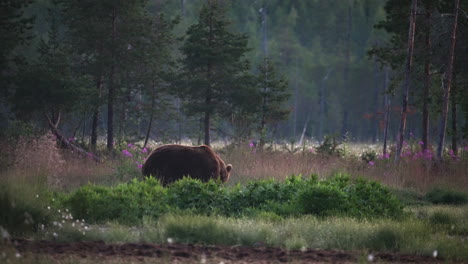 Ein-Wilder-Bär,-Der-Auf-Dem-üppigen-Feld-Mit-Grünen-Bäumen-Im-Hintergrund-Spaziert-–-Totale