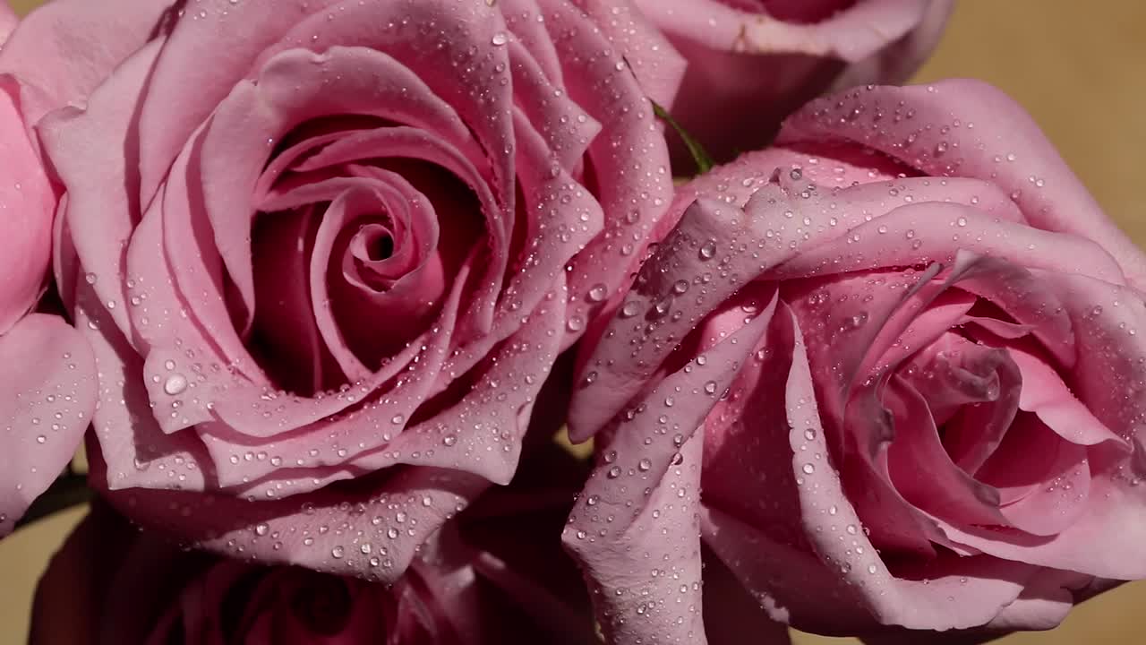 Stille close-up van een boeket zachtroze rozen met waterdruppels.