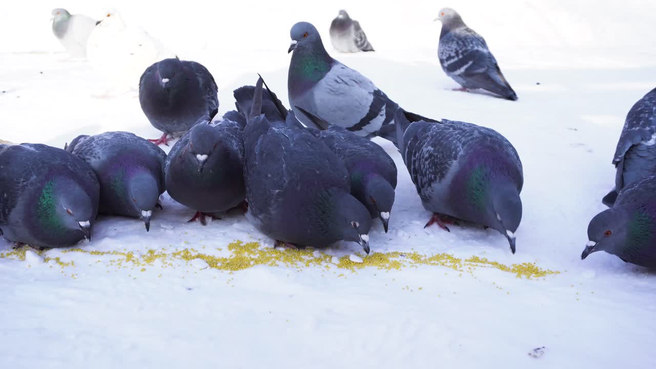눈을 먹는 비둘기