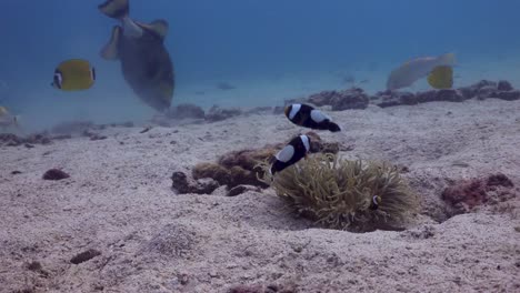 saddleback anemonefish family in small anemone in the sand with titan triggerfish and various other fish in background on koh tao, thailand