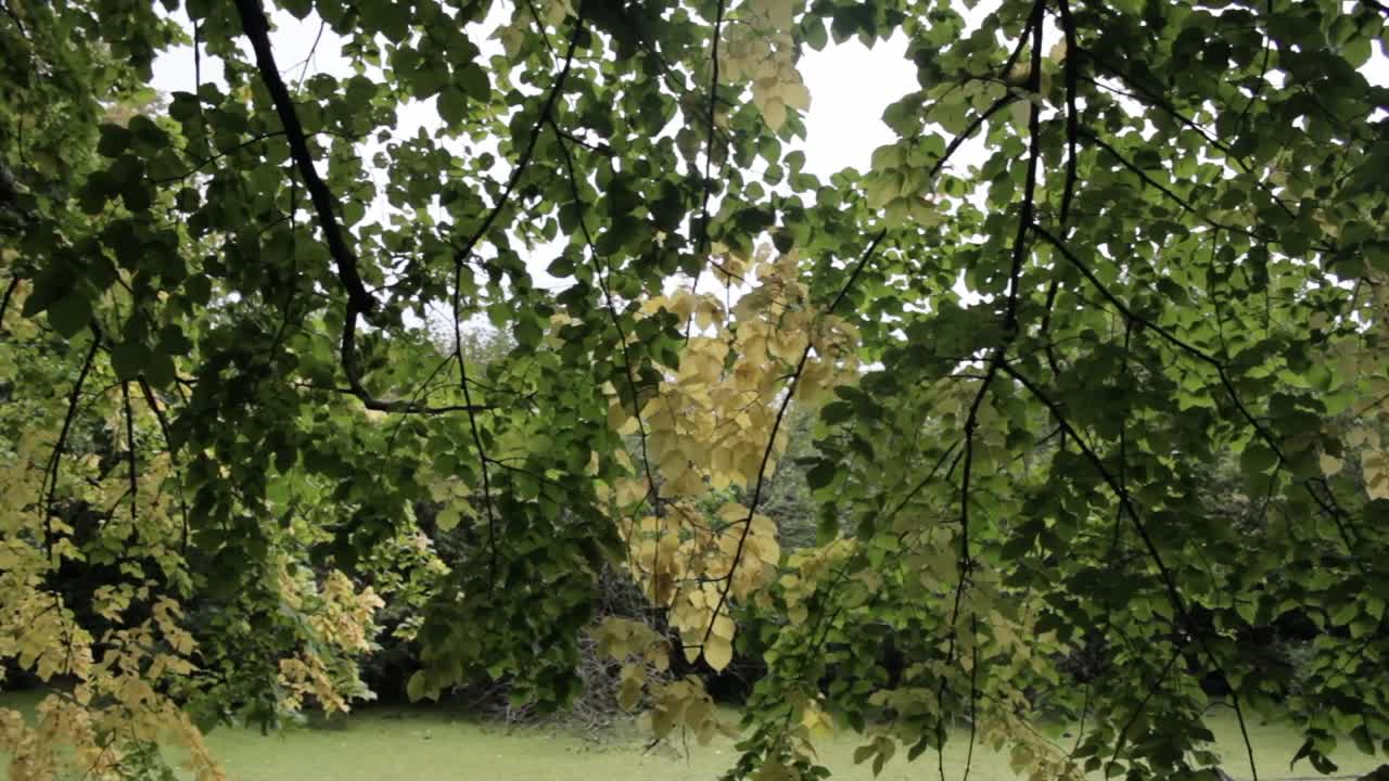 hojas amarillas y verdes en un árbol sacudidas por el viento sobre el pantano verde en un día nublado en varsovia