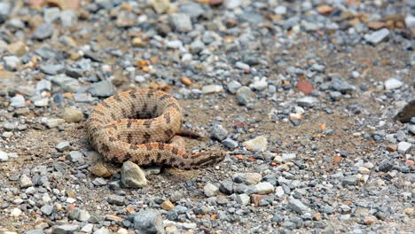 una serpiente de cascabel pigmea occidental, sistrurus miliarius streckeri, sacude su cola, mueve su lengua y luego se arrastra fuera del marco