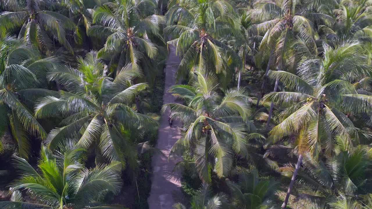 ciclomotor en palm alley tropical road
