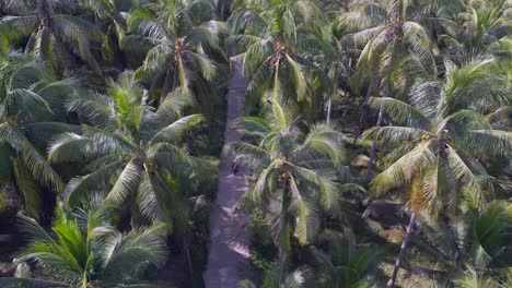 Scooter-Moped-Auf-Palm-Alley-Tropical-Road