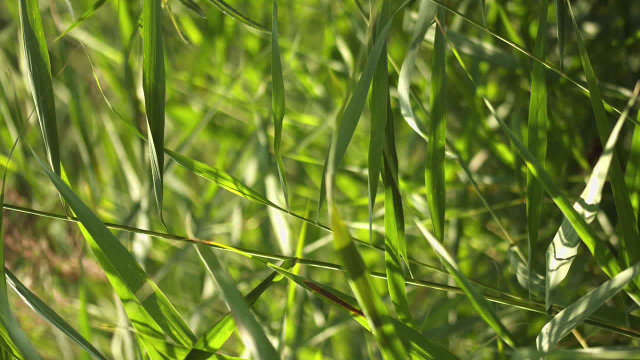 зеленая трава, которую медленно шевелит ветер