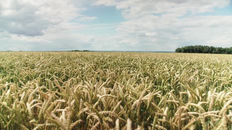 Large-agricultural-field-with-golden-wheat-ready-for-harvest,-panning-shot