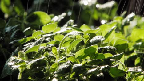 close up of rain falling on oregano plant in garden, lit by sun from behind