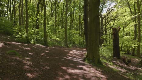 first person view walking through beautiful, green forest