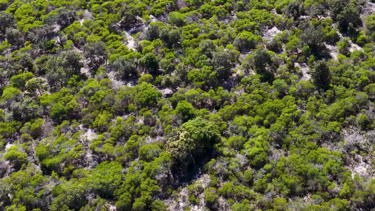 Ripresa aerea dall'alto con drone che sorvola una rigogliosa macchia costiera e un terreno sabbioso in una giornata luminosa