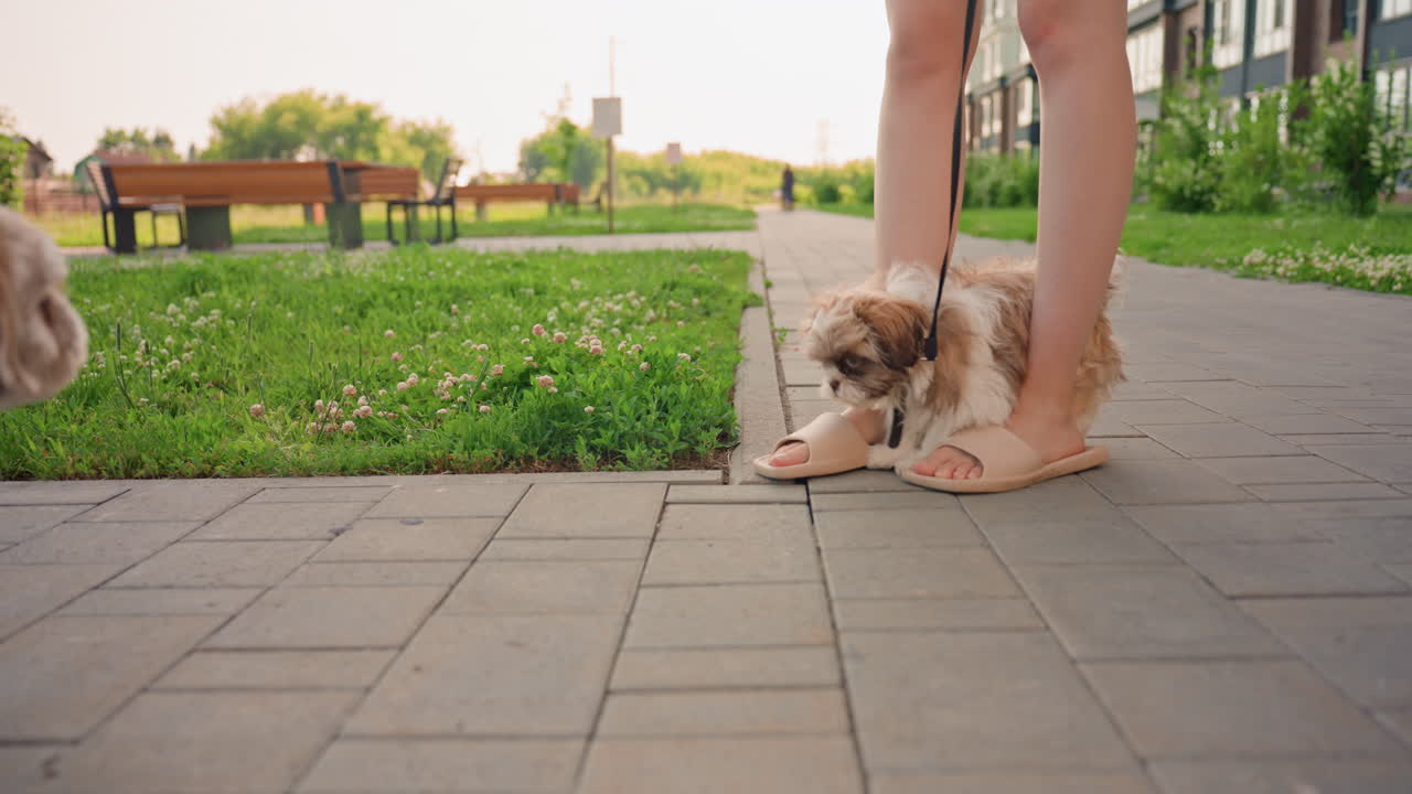 Pet Friends Greet On Street, Tiny Canines Encounter Each Other On City Sidewalk During Sunny Day, Small Dogs Socialize Outdoors Near Park Bench While Owners Watch Under Bright Summer Sky