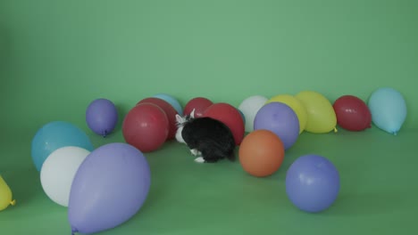 el conejo