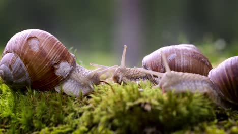 Helix pomatia also Roman snail, Burgundy snail