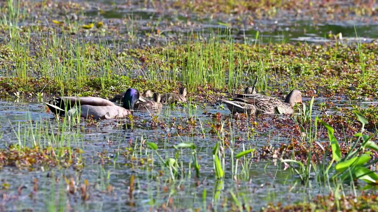 Group of ducks swimming in a pond with vegetation around it.