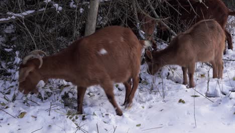 brown goats peacefully graze on snow-covered terrain