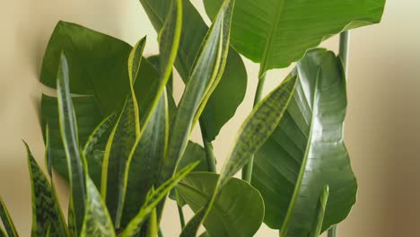 close up of indoor plants
