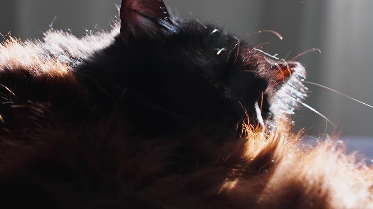 누워있는 동안 슬로우 모션으로 몸을 씻는 검은 고양이