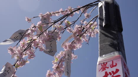 cherry blossoms in full bloom with sign in tokyo japan