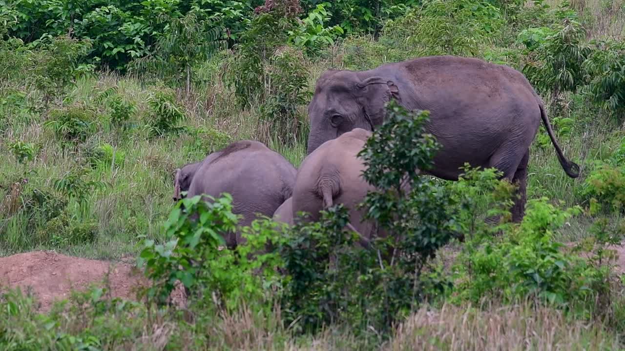아시아 코끼리는 멸종 위기 종이며 태국 거주자이기도합니다.
