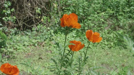 orange poppy wildflowers in bloom surrounded by green vegetation being pollinated by bees