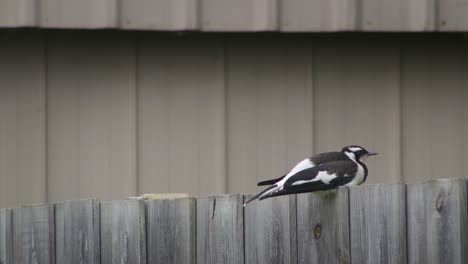 Magpie-lark-Mudlark-Perched-On-Fence-Then-Jumps-Off-Australia-Maffra-Gippsland-Victoria-Slow-Motion