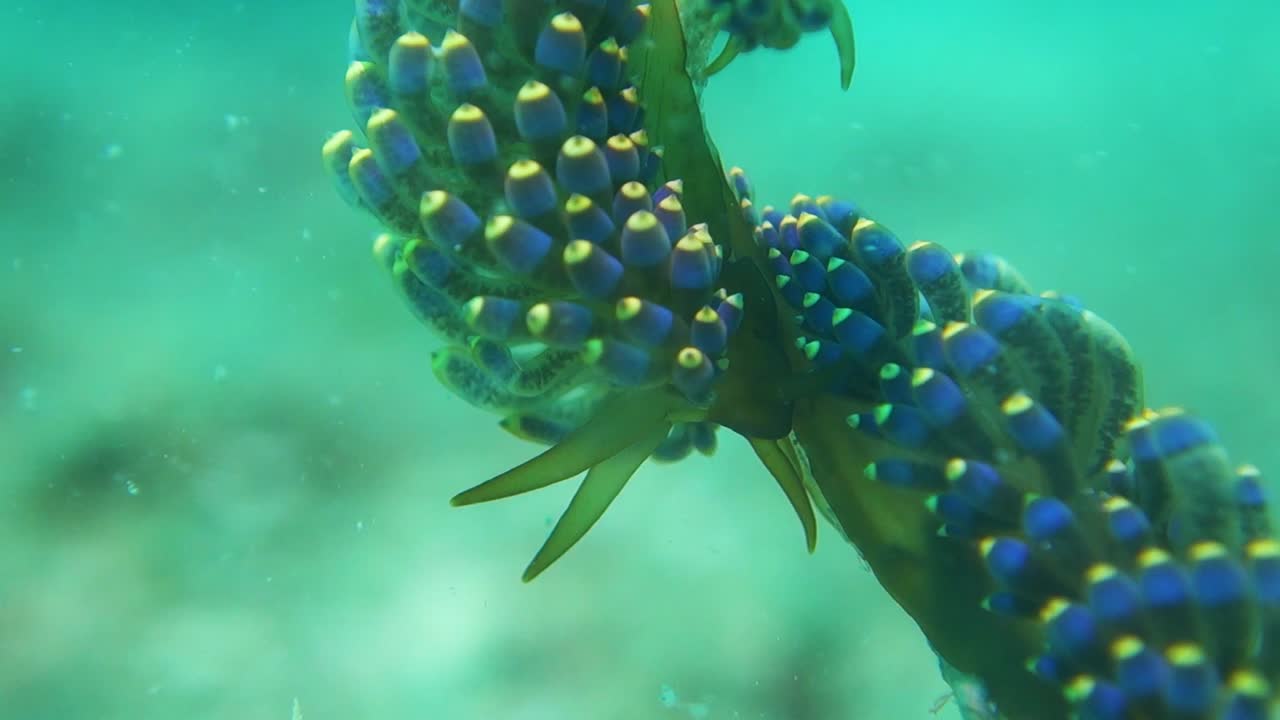 두 개의 다채로운 trinchesia yamasui nudibranchs는 수중에서 함께 쉬고 있습니다.