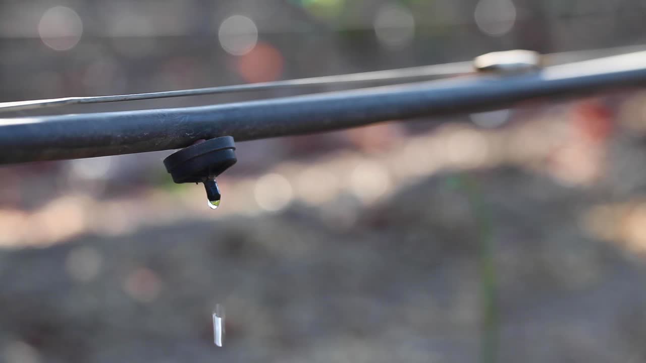Primo piano ravvicinato di un sistema di irrigazione a goccia per vigneti che evidenzia i problemi di utilizzo dell'acqua in agricoltura.