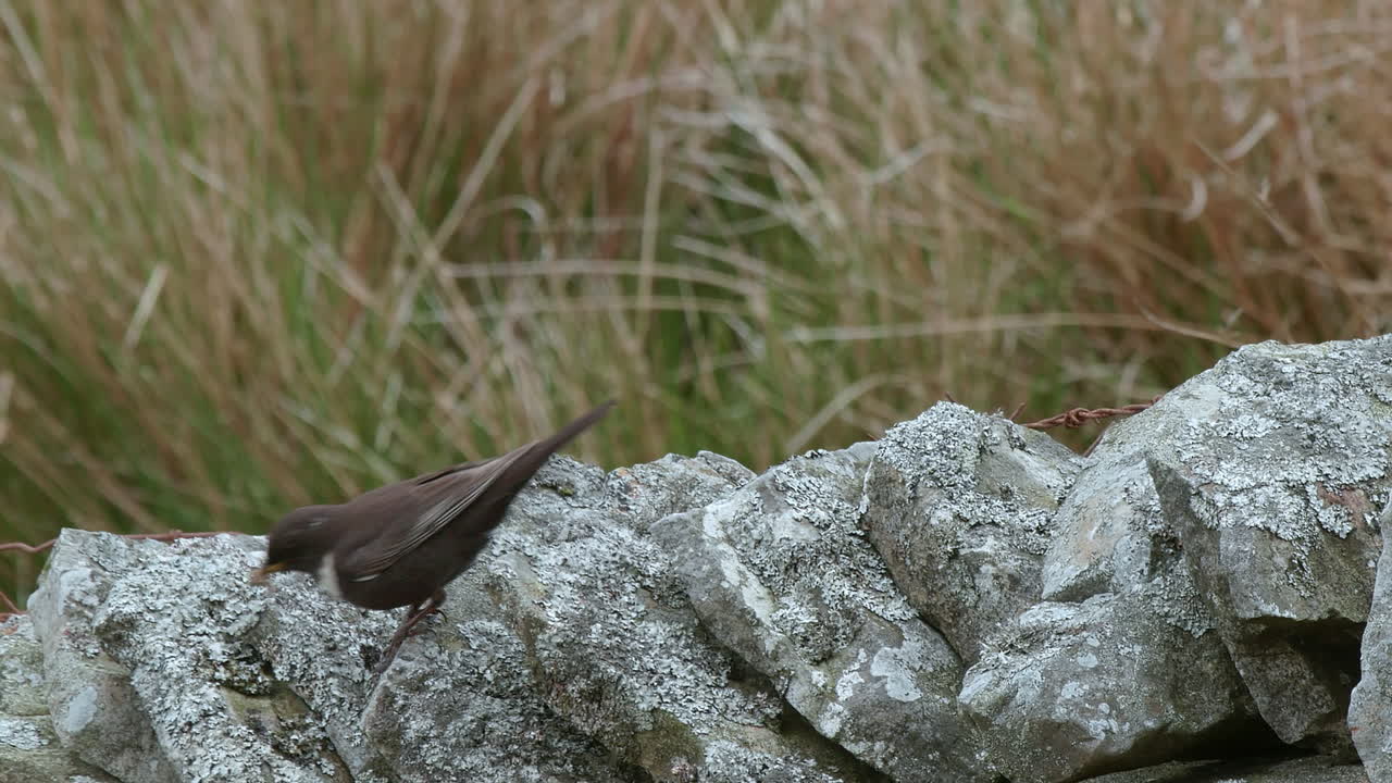 ring ouzel hembra comprada en muro de piedra seca en terrenos de cría de tierras altas