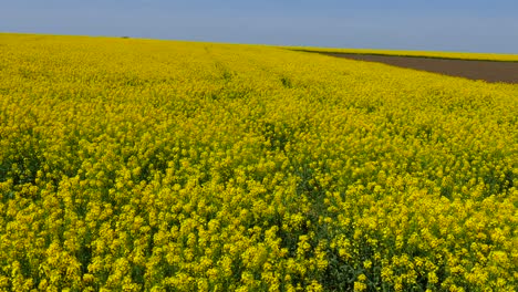 fields with blossoming rape