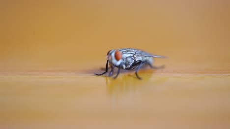 cerrar la mosca doméstica común sobre la mesa