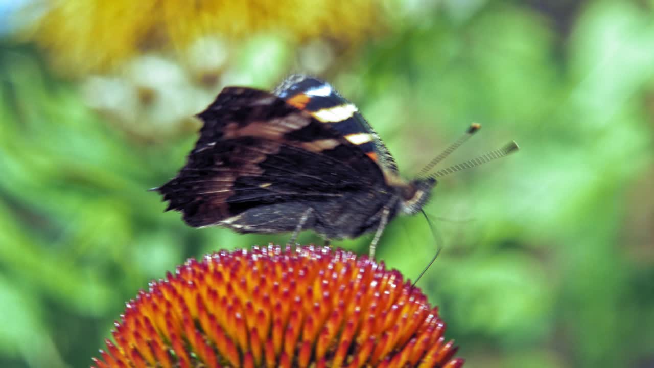 Macro di una farfalla vanessa urticae arancione che raccoglie nettare da un fiore rosso su sfondo verde
