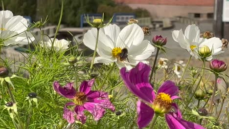 A-bee-collects-pollen-from-the-white-flowers-of-an-apple-tree-and-flies-away-to-another-flowers