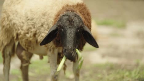 ovejas de cabeza negra con piel de oveja marrón y blanca masticando plantas verdes
