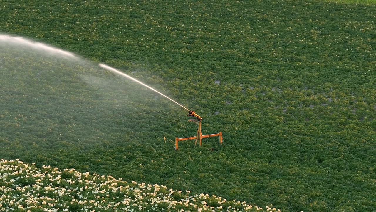 Vista aerea dell'attrezzatura industriale per l'irrigazione che spruzza acqua su un campo di patate verde e fiorito. Sistema di irrigazione agricolo che ruota su una piantagione
