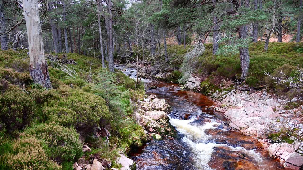 un arroyo de montaña de turba en el bosque de pinos de glen tanar escocia