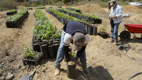 Imágenes-De-Agricultores-Trasplantando-Y-Preparando-El-Aguacate