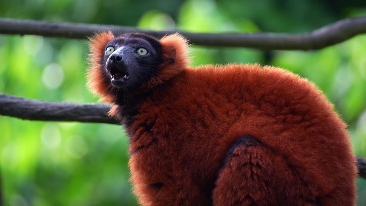 Un lemure dal collare rosso (Varecia rubra) con un distintivo volto nero e pelliccia rosso ruggine, mentre mangia e mastica il cibo, in primo piano.