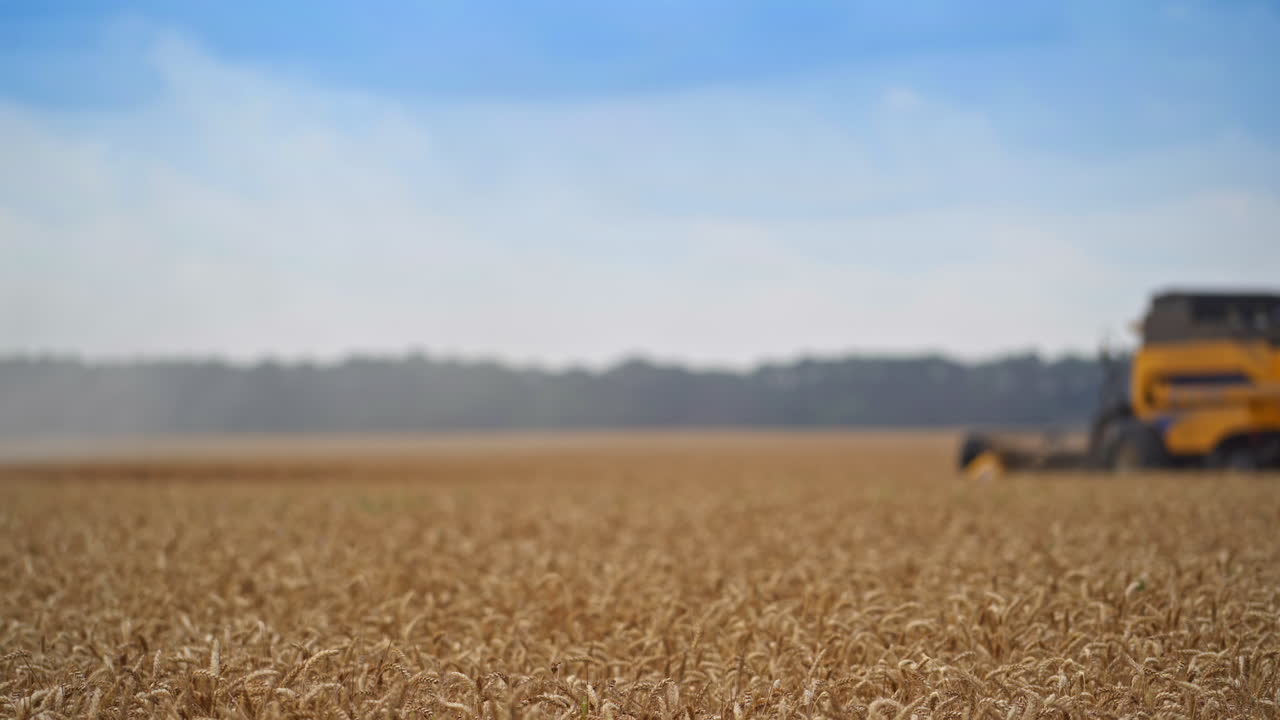 Harvest season in the agricultural field on summer day. Slow movement of a harvesting machine along the ripe wheat field. Blurred shot.