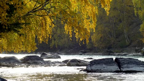 river birch branches and rocks in autumn seamless loop footage