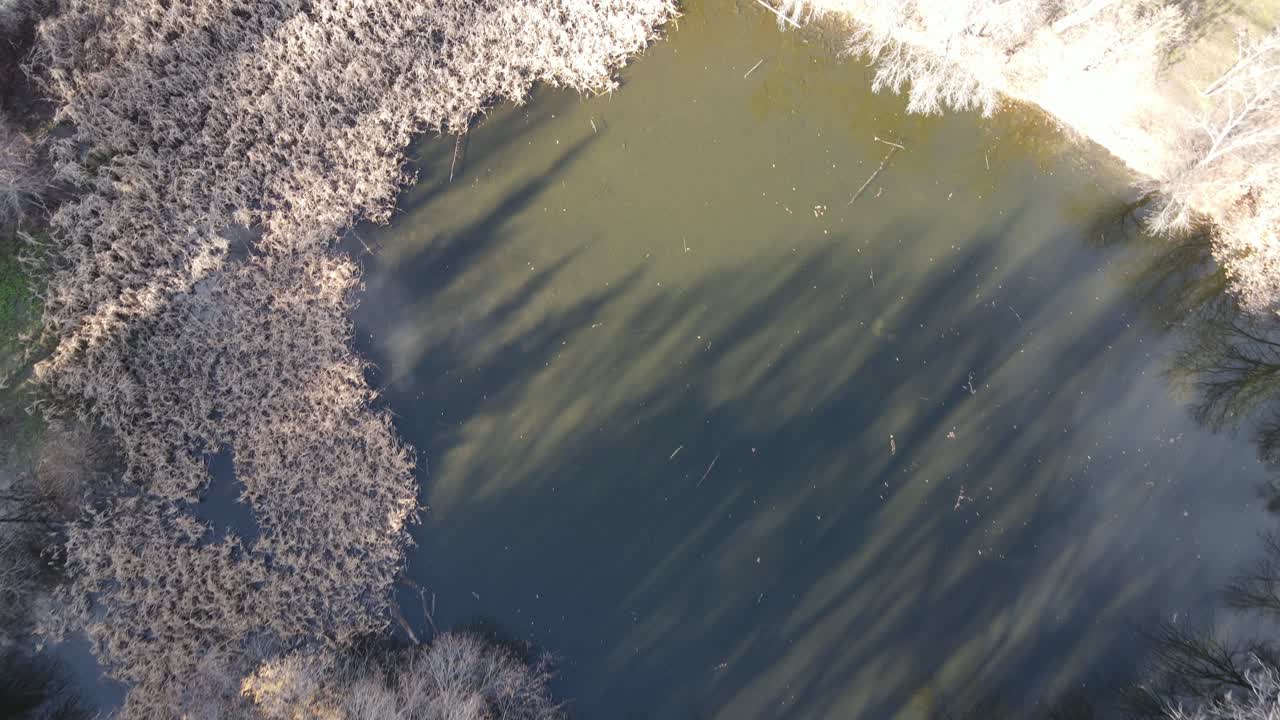 마른 숲으로 둘러싸인 잔잔한 물에서 카메라를 아래로 기울이는 공중 상승 샷