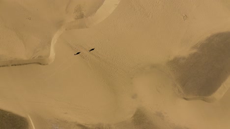 在沙漠的沙丘上散步的人們的無人機拍攝,dunas de maspalomas,gran canaria