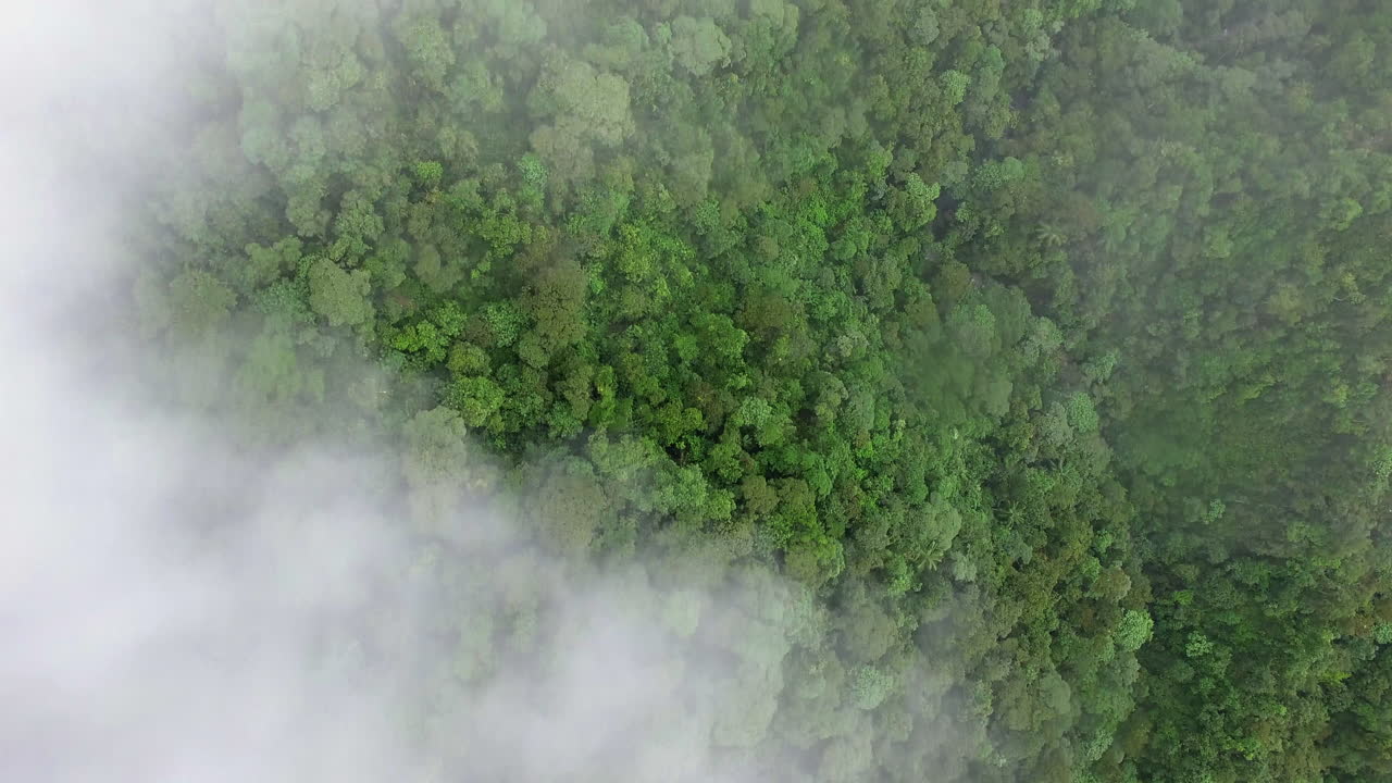 Aerial Birds Eye Through Cloud Mist Over Amazon Canopy Tree Tops