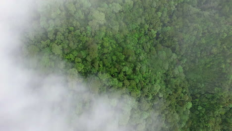 aerial birds eye through cloud mist over amazon canopy tree tops