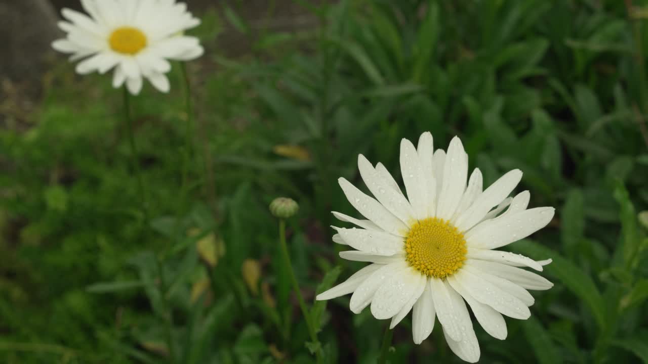 Two beautiful daisies growing in the garden. Two white flowers with yellow centers.